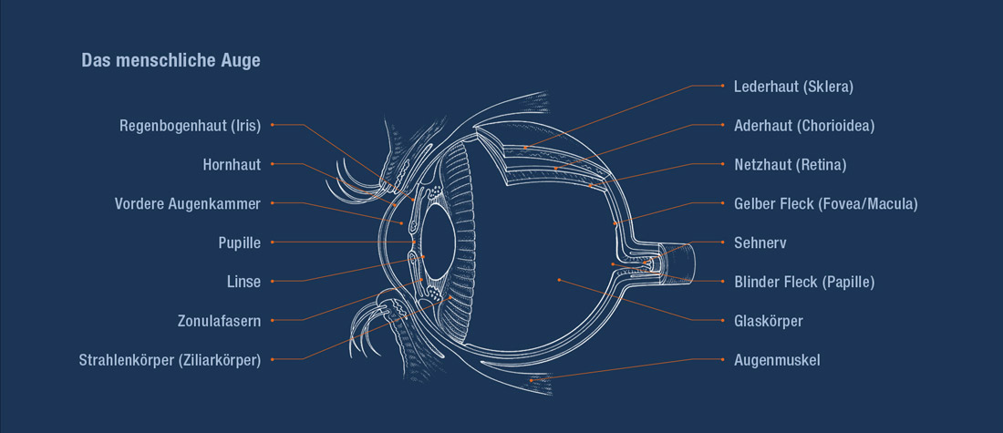 Das Auge, Anatomie, Augenarztpraxis Hamburg-Blankenese